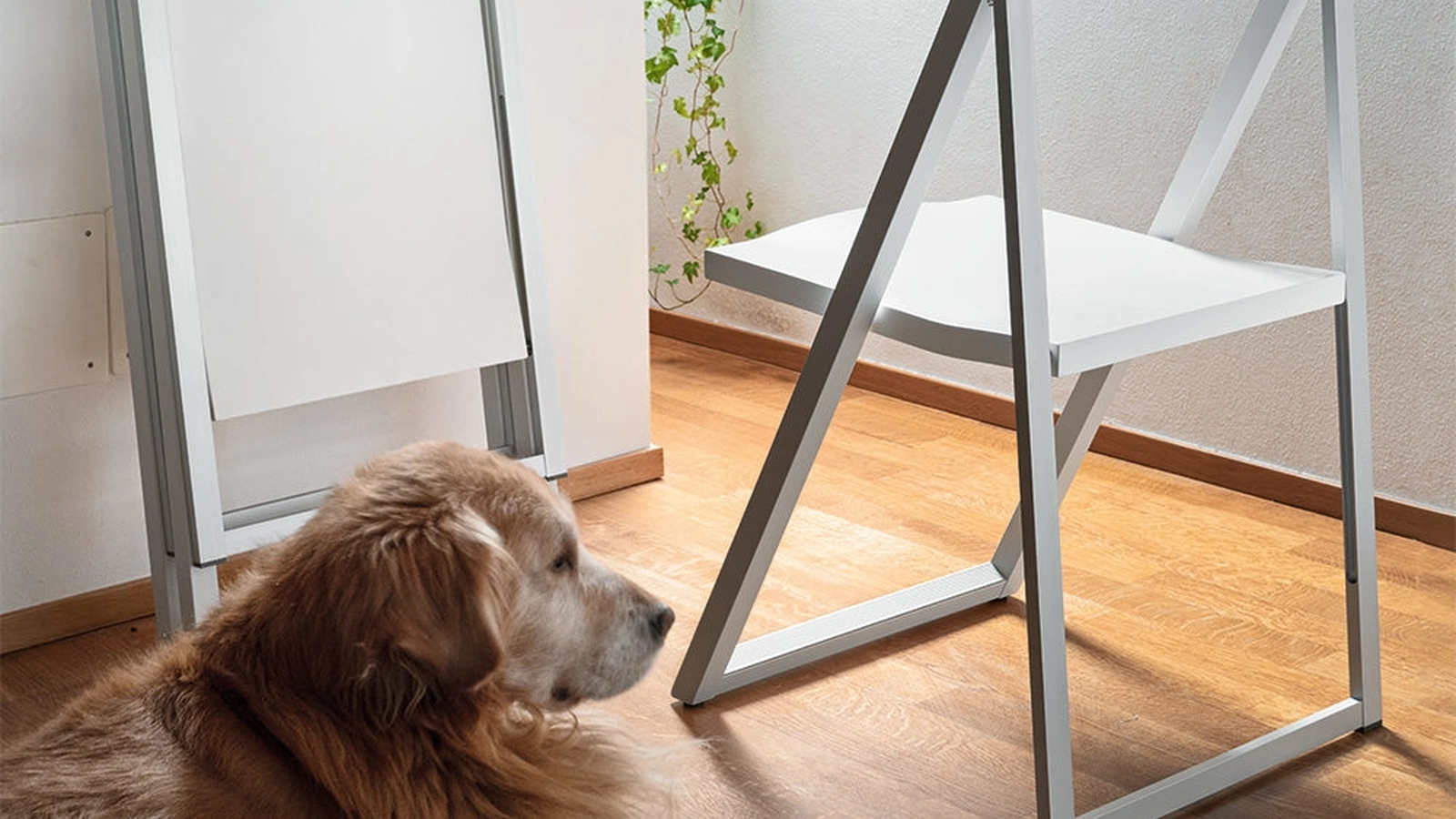 Sedia pieghevole Skip in legno laccato di Connubia